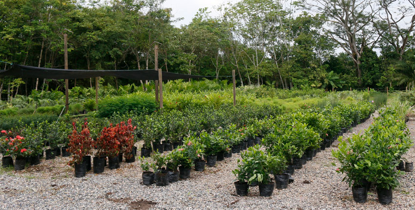 Sale of ornamental and forestry plant material