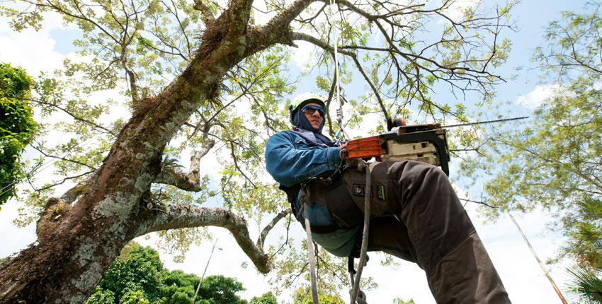 Pruning and felling of trees